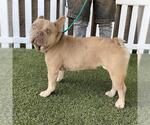 Small French Bulldog