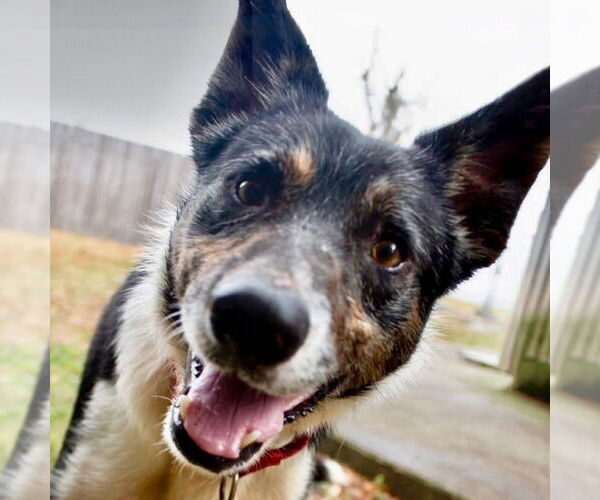 Medium Photo #9 Border Collie-Unknown Mix Puppy For Sale in Canton, CT, USA