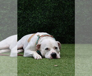 IVORY - Female American Bulldog Dog for Adoption - Photo #5