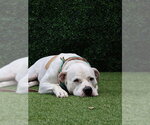 Small #4 Mastiff