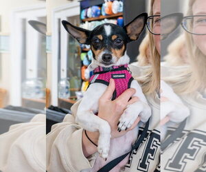 Rat-Cha Dogs for adoption in Mundelein, IL, USA