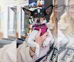 Magpie - Female Rat-Cha Dog for Adoption - Small photo