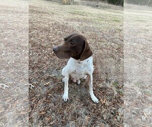 German Shorthaired Pointer Dogs for adoption in Denton, TX, USA