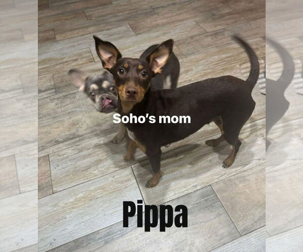 Medium Photo #6 Miniature Pinscher-Unknown Mix Puppy For Sale in New London, WI, USA