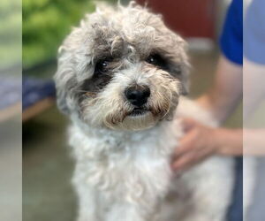 Medium Poodle (Miniature)