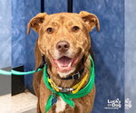 Small #16 Labrador Retriever Mix