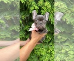 Small #2 French Bulldog