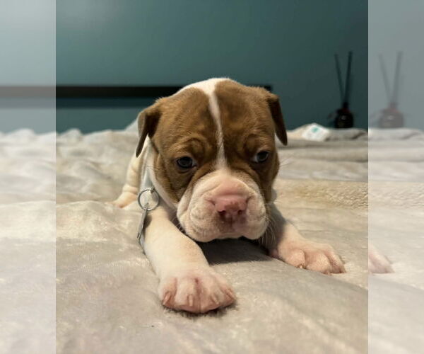 Medium Photo #3 Bull-Boxer Puppy For Sale in Holly Springs, NC, USA