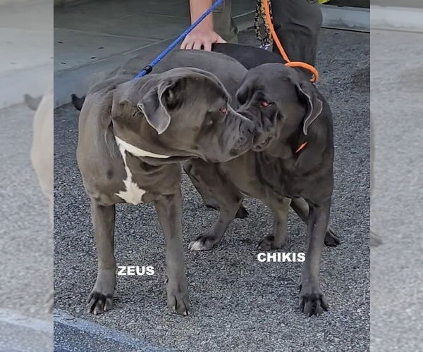 Medium Photo #2 Mastiff Puppy For Sale in Woodland Hills, CA, USA