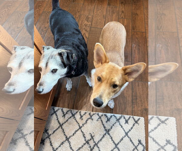 Medium Photo #18 Mutt Puppy For Sale in Princeton, MN, USA