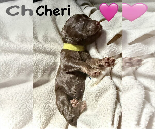 Medium Photo #3 Staffordshire Bull Terrier-Unknown Mix Puppy For Sale in Holly Springs, NC, USA