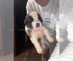 Puppy Umbra Saint Bernard