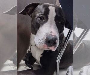 Siberian Husky-Unknown Mix Dogs for adoption in Miami, FL, USA