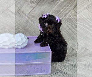 Poodle (Toy) Puppy for sale in INDIANAPOLIS, IN, USA