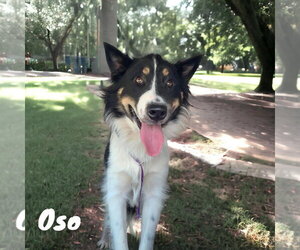 Collie Dogs for adoption in Bullard, TX, USA