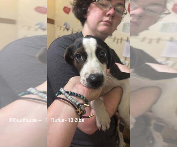 Medium Photo #1 Beagle-Unknown Mix Puppy For Sale in Aurora, IN, USA