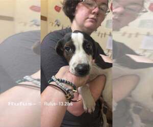 Beagle-Unknown Mix Dogs for adoption in Aurora, IN, USA