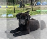 Puppy Lime German Shepherd Dog