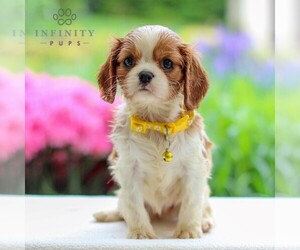Cavalier King Charles Spaniel Puppy for Sale in ANNVILLE, Pennsylvania USA