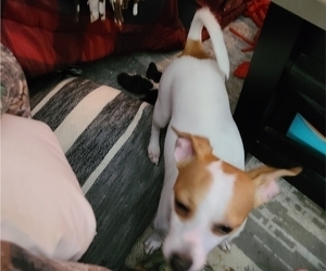 Father of the Chihuahua puppies born on 03/28/2025