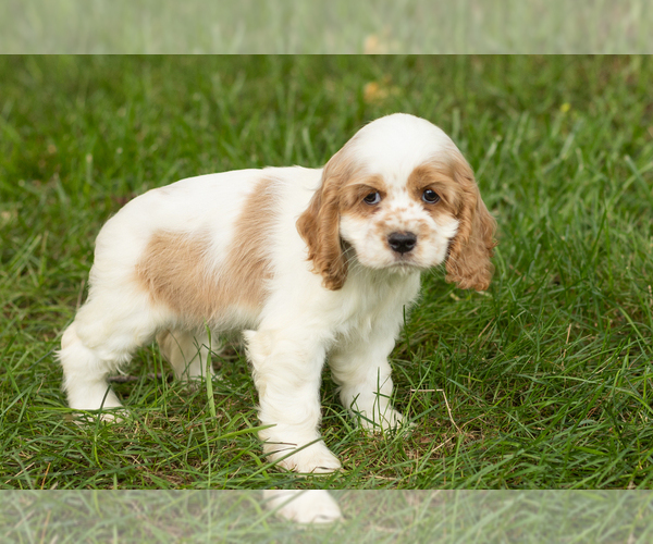 Medium Photo #35 Cocker Spaniel Puppy For Sale in NAPPANEE, IN, USA