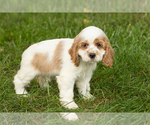 Small #1 Cocker Spaniel