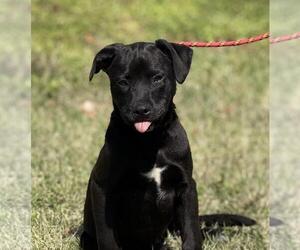 Labrador Retriever-Unknown Mix Dogs for adoption in Yardley, PA, USA