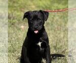 Small Labrador Retriever Mix