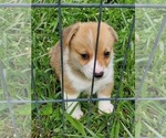 Small Photo #8 Pembroke Welsh Corgi Puppy For Sale in RICHLAND, MO, USA