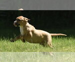 Small #3 Shepradors