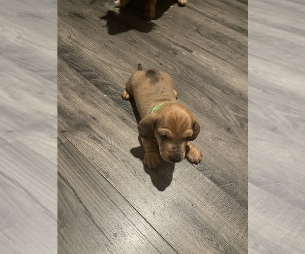 Medium Photo #1 Dachshund Puppy For Sale in ATHENS, AL, USA