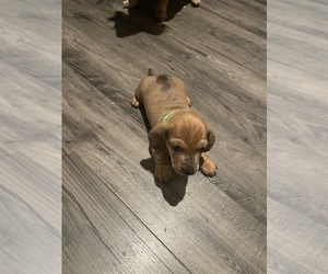 Medium Dachshund