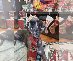 Peeta - Male Great Dane Dog for Adoption - Photo #3