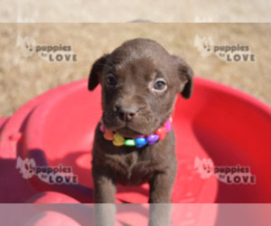 Labrador Retriever Puppy for sale in SANGER, TX, USA