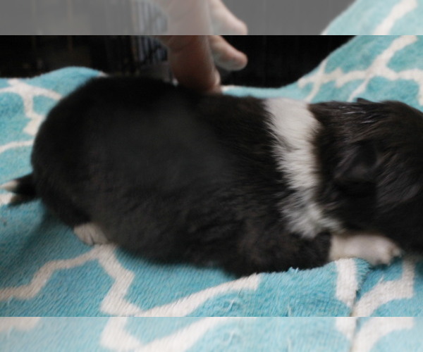 Medium Photo #3 Shetland Sheepdog Puppy For Sale in BAINBRIDGE, NY, USA