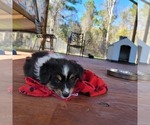 Small Photo #14 Miniature Australian Shepherd Puppy For Sale in MIDDLEBURG, FL, USA