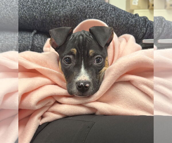 Medium Photo #2 Mutt Puppy For Sale in Philadelphia, PA, USA