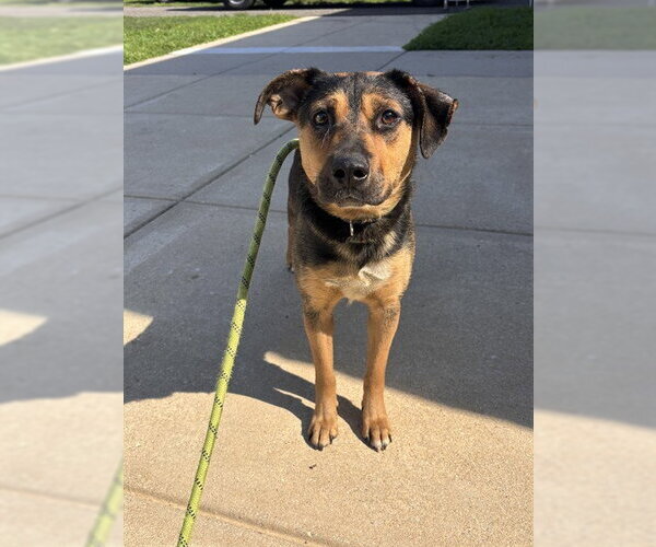 Medium Photo #1 German Shepherd Dog-Unknown Mix Puppy For Sale in Forestville, MD, USA
