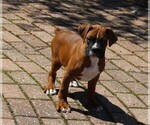 Image preview for Ad Listing. Nickname: Atticus