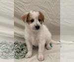 Puppy Puppy 5 Cherry Bernedoodle-Miniature Australian Shepherd Mix