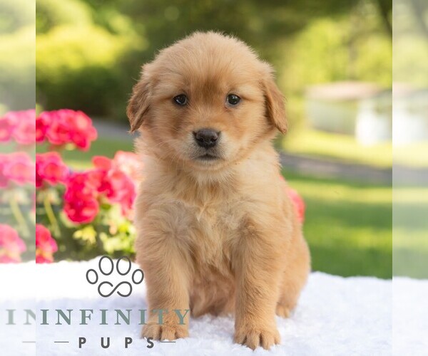Medium Photo #6 Golden Retriever Puppy For Sale in NEWPORT, PA, USA