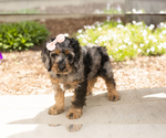Image preview for Ad Listing. Nickname: Molly