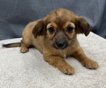 Small Photo #28 Chiweenie Puppy For Sale in SAINT AUGUSTINE, FL, USA