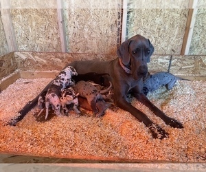 Mother of the Great Dane puppies born on 02/17/2023