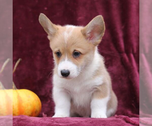 Medium Photo #2 Pembroke Welsh Corgi Puppy For Sale in ELLIOTTSBURG, PA, USA