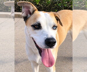 Labsky Dogs for adoption in Lake Forest, CA, USA