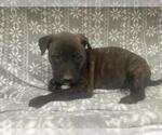 Small Mutt