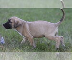 Small #3 Golden Retriever Mix