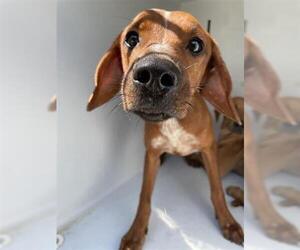 Redbone Coonhound-Unknown Mix Dogs for adoption in Houston, TX, USA