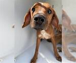 Small Redbone Coonhound Mix